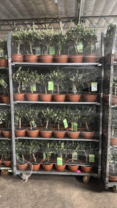 <h4>OLEA EUROPAEA</h4>