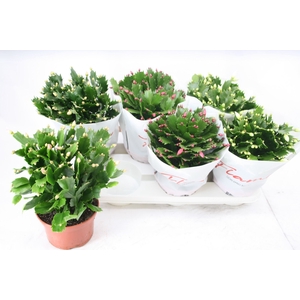 Schlumbergera gemengd 3 kleuren