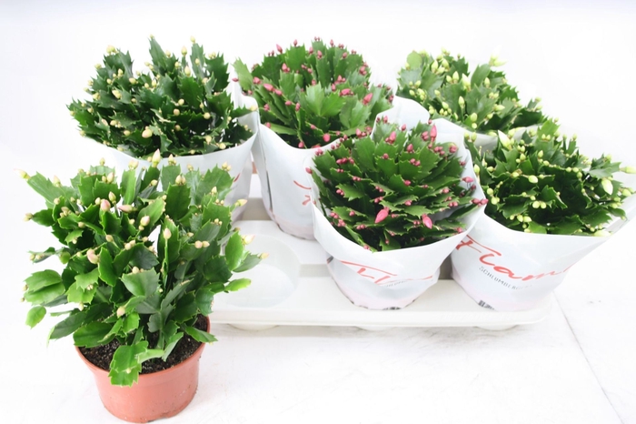 <h4>Schlumbergera gemengd 3 kleuren</h4>