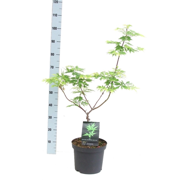 <h4>Acer japonicum 'Aconitifolium' P26 Full CC</h4>