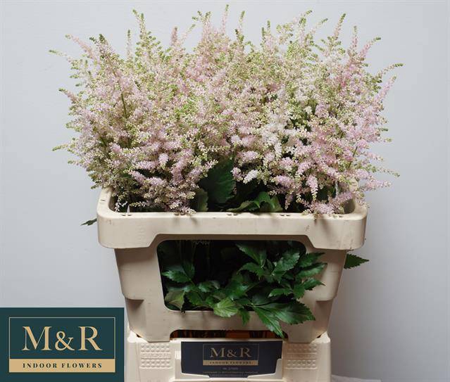 <h4>ASTIL JA EUROPA</h4>