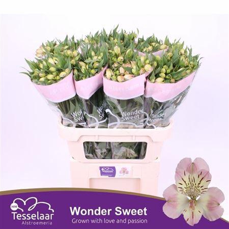 <h4>Alstr Wonder Sweet</h4>