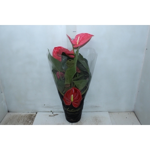 ANTHURIUM CALIFORNIA P17 ROSA PREMIUM