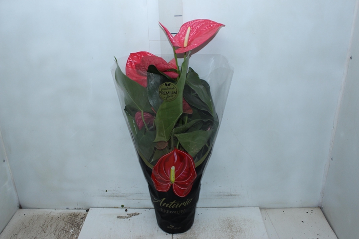 <h4>ANTHURIUM CALIFORNIA P17 ROSA PREMIUM</h4>