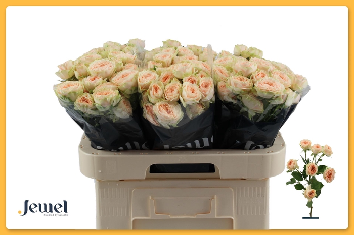 <h4>R TR HOLLY Water</h4>