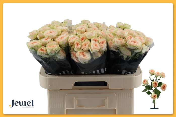 <h4>R TR HOLLY Water</h4>