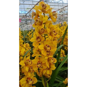 CYMB T TIGER BROWN 80 CM