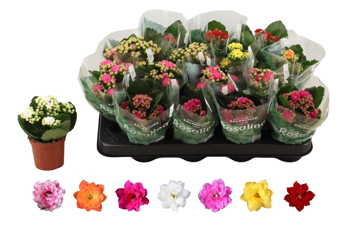 <h4>KAL GE RO GEM 6 KL</h4>