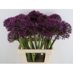 ALLIUM GROOTBLOEMIG