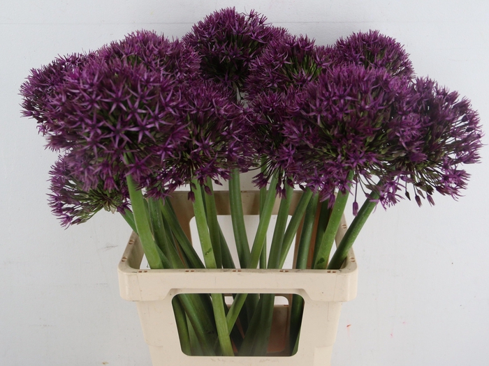 <h4>ALLIUM GROOTBLOEMIG</h4>