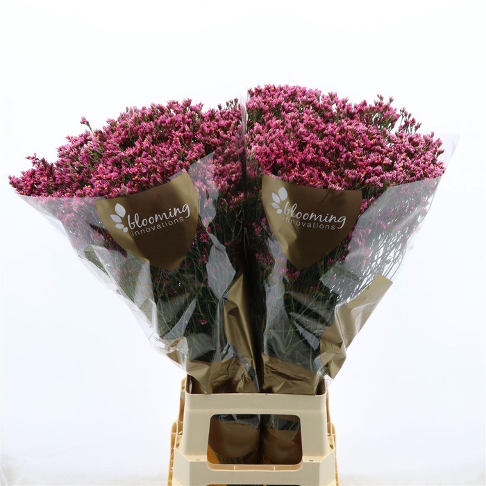 <h4>Limonium Sinense Tiffany Diamond</h4>