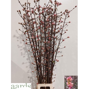 VIBUR BODN CH LAMONT