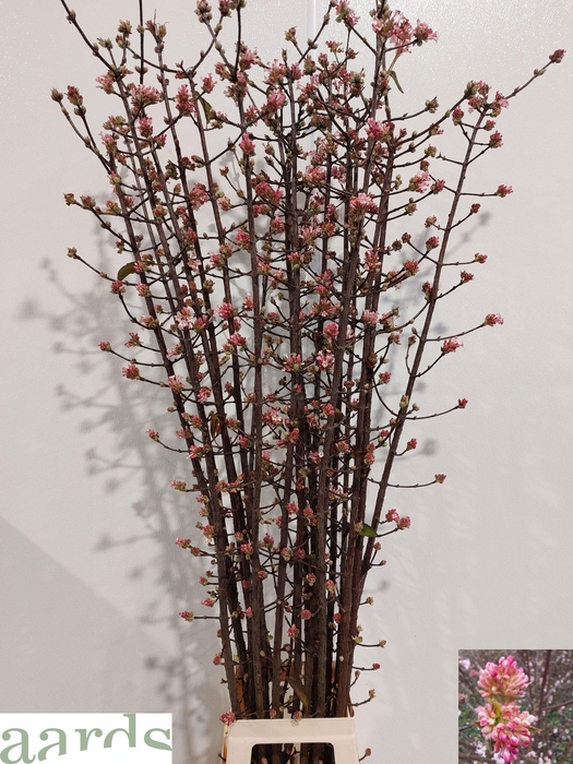 <h4>VIBUR BODN CH LAMONT</h4>