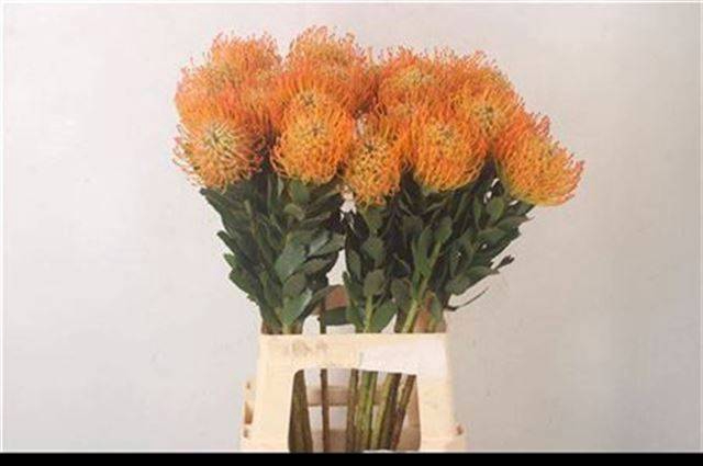 <h4>LEUCO AYOBA SUN</h4>