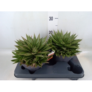 Gasteria