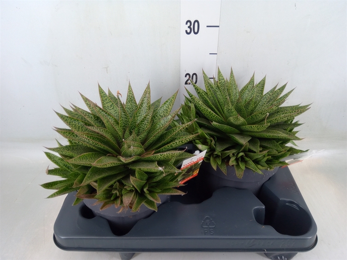 <h4>Gasteria</h4>