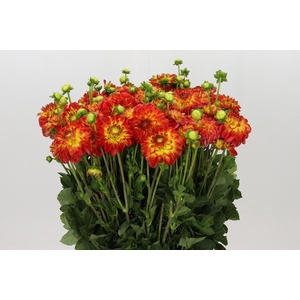 Dahlia Orange Symphony