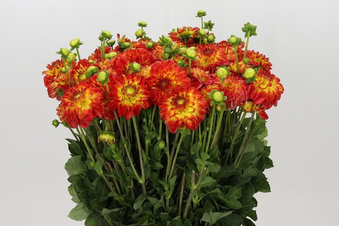 <h4>Dahlia Orange Symphony</h4>