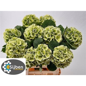 Hydr M Ch Lollypop Gr Cl 60cm