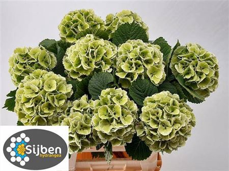 <h4>Hydr M Ch Lollypop Gr Cl 60cm</h4>