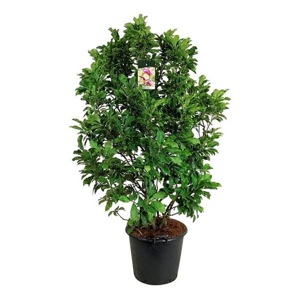 <h4>Magnolia 'Susan'</h4>