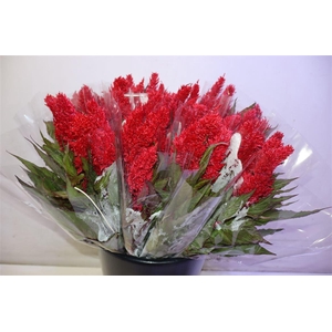 Cel P Cent Rood X5