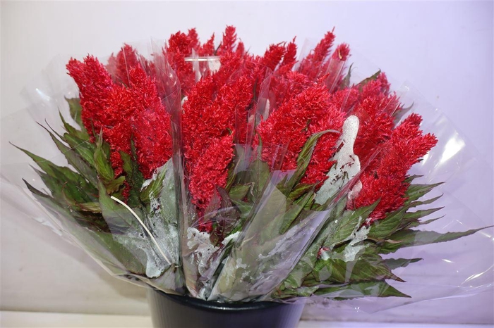 Cel P Cent Rood X5