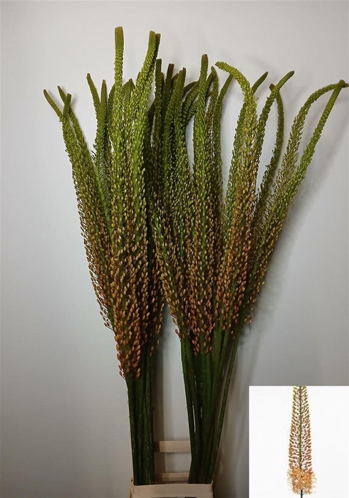 <h4>Eremurus Orange Rumba</h4>
