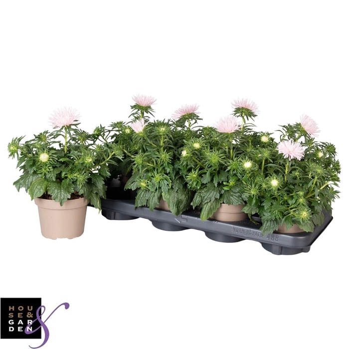 Callis Star Li Pink