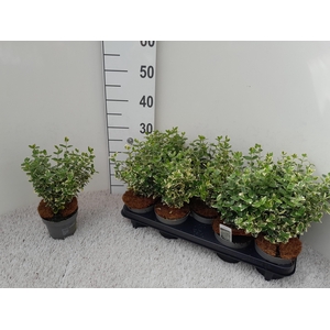 EUONYMUS F EM GAIETY