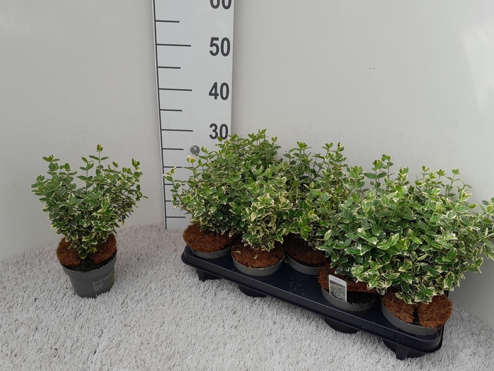 <h4>EUONYMUS F EM GAIETY</h4>