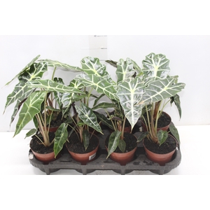 ALOCASIA POLLY P12