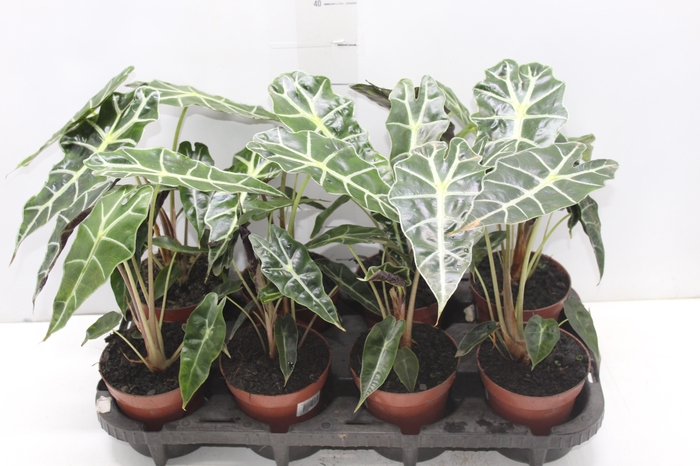 <h4>ALOCASIA POLLY P12</h4>
