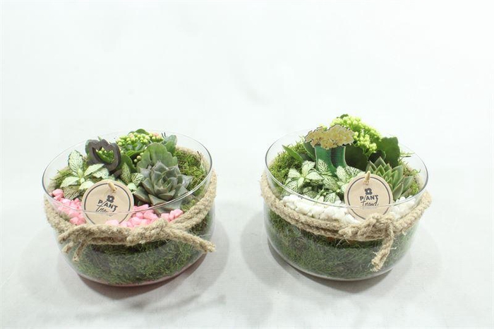 <h4>3519 BOSE X3 ROZE/WIT</h4>