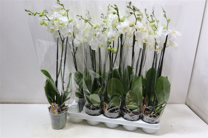 <h4>Phal Ov Wit</h4>