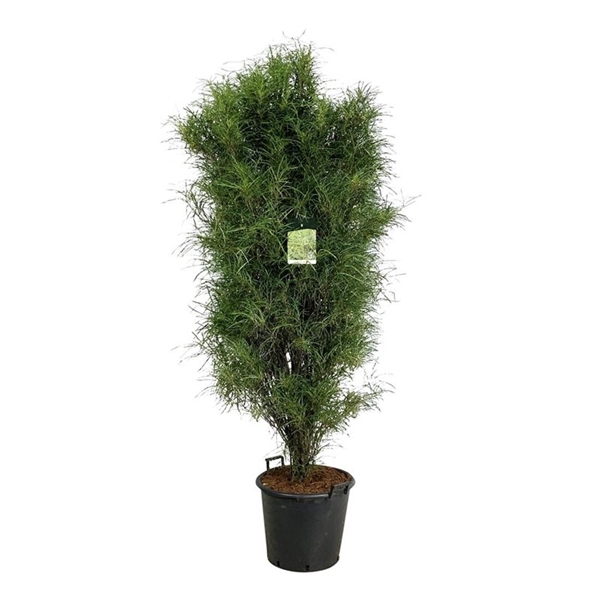 <h4>Frangula alnus Fine Line ®</h4>