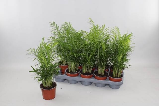 <h4>CHAMAED ELEGANS</h4>