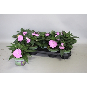 Impatiens N.G.ClockWork Lavender