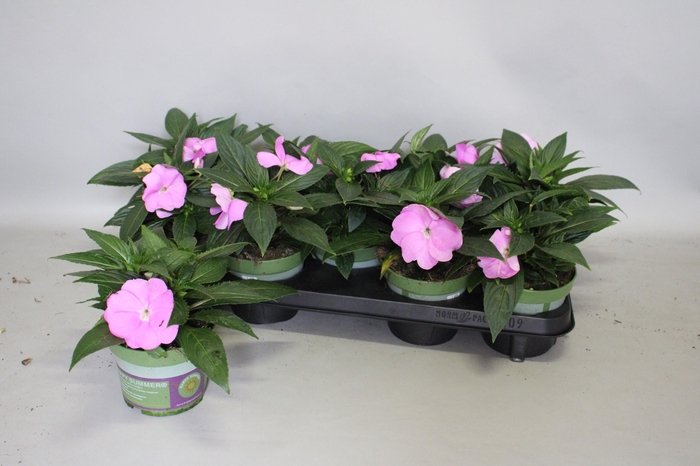 <h4>Impatiens N.G.ClockWork Lavender</h4>