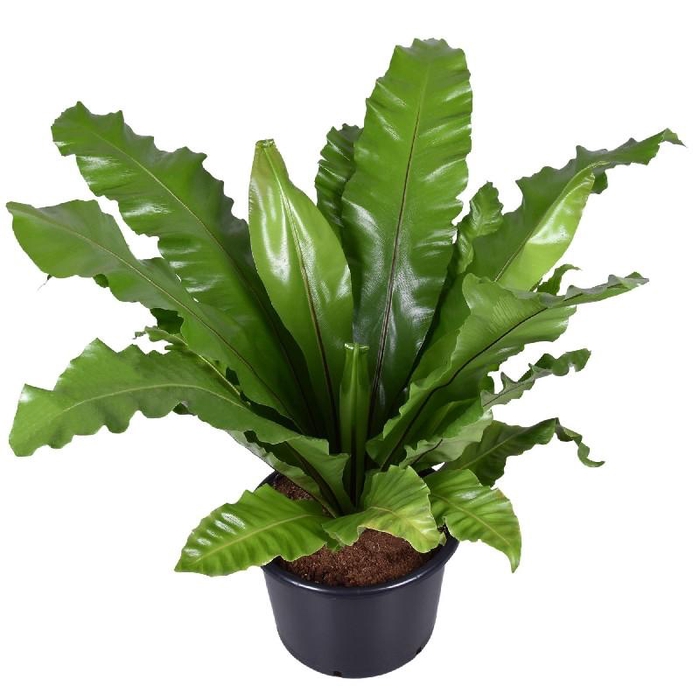 <h4>Asplenium Nidus</h4>