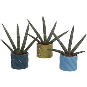 Sansevieria Cylindrica Handshake in Ø14cm Ceramic FB674