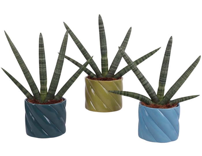 <h4>Sansevieria Cylindrica Handshake in Ø14cm Ceramic FB674</h4>