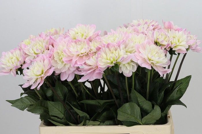 <h4>Dahlia Princess Kate</h4>