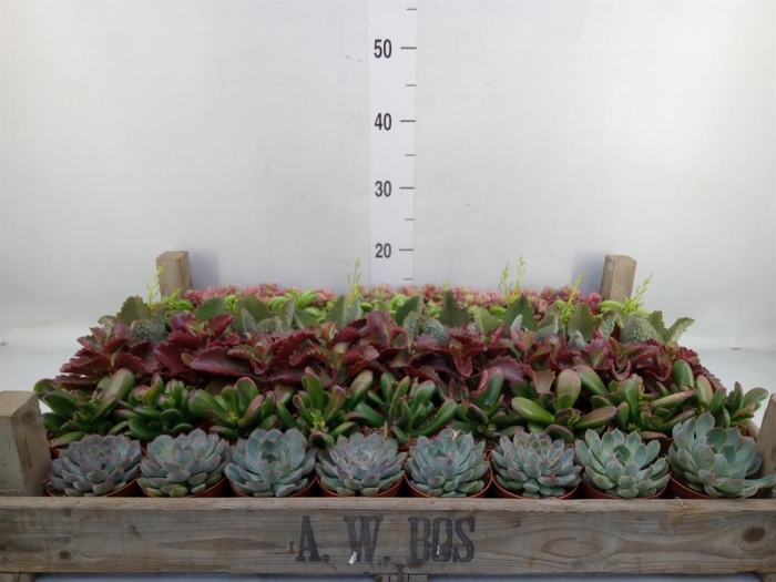 <h4>Succulents   ...</h4>