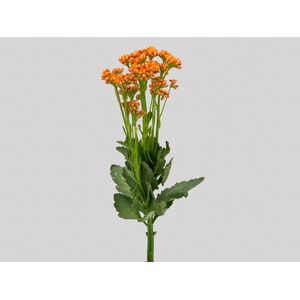 KALANCHOE DOBRADO WARM ORANGE 060 CM
