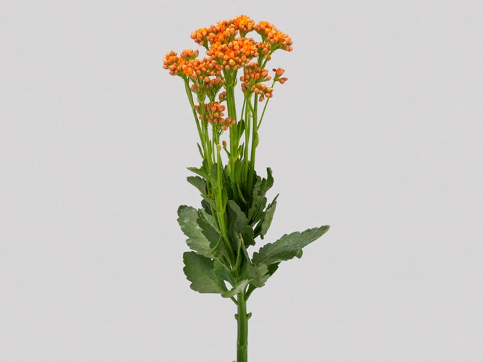 <h4>KALANCHOE DOBRADO WARM ORANGE 060 CM</h4>