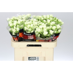 Rosa Tr Snow Flake X5