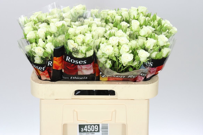 <h4>Rosa Tr Snow Flake X5</h4>