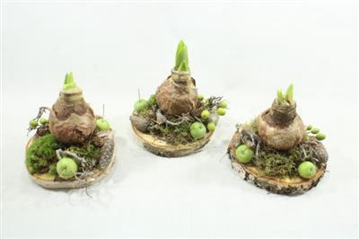 <h4>AM84 1 AMAR OP SCHIJF</h4>