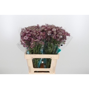 Astrantia Star Of Africa